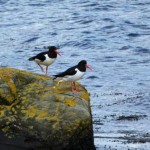 Oyster Catcher Loch Goil