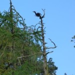 Cormorant Loch Goil