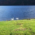 Loch Goil Swans