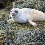 Loch Goil Seal