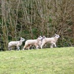 Easter lambs Loch Goil