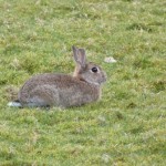 Easter Bunny Loch Goil